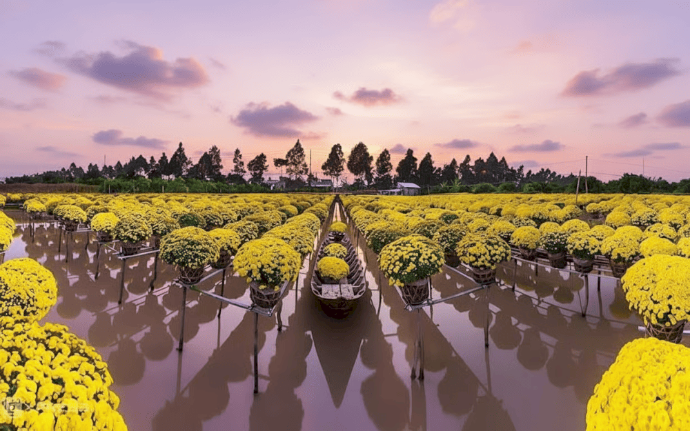 S&aacute;ng sớm hoặc chiều t&agrave; l&agrave; l&uacute;c l&yacute; tưởng để tham quan, chụp ảnh tại l&agrave;ng hoa